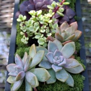 Meet your Posher, Veronica